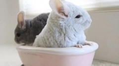 Песок за капење chinchillas, како да се избере и правилно да се користи